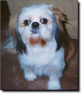 Shih Tzu Photo (11K)