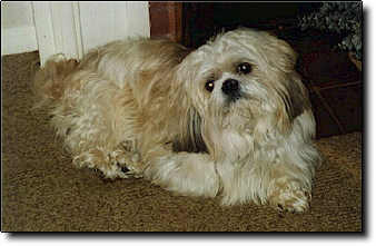 Shih Tzu Photo (13K)