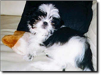 Shih Tzu Photo (13K)