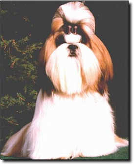 Shih Tzu Photo (12K)