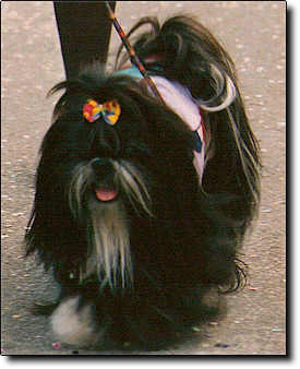 Shih Tzu Photo (16K)