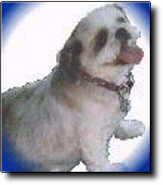 Shih Tzu Photo (5K)
