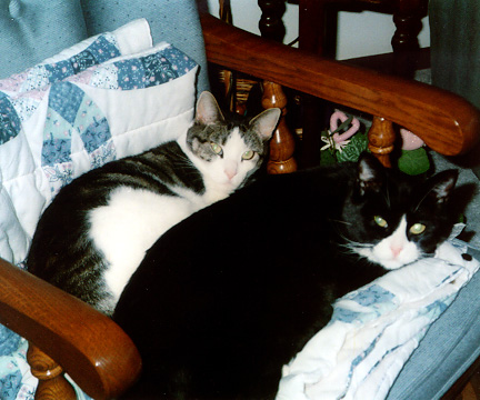 Toby and Cooper on the chair