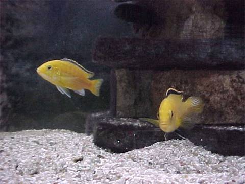 LABIDOCHROMIS CAERULUS