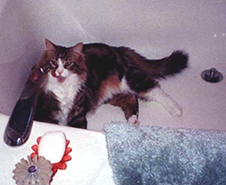 Bernie in tub