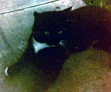 blackie