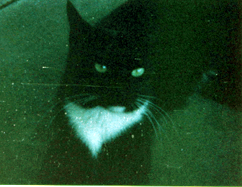 blackie