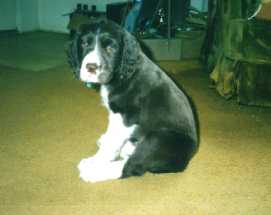 E-pup