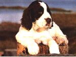l/w pup