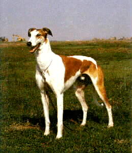 Monty