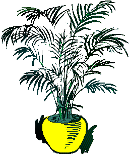 Palm Plant