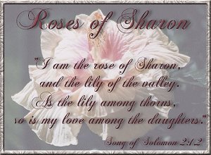 Roses of Sharon