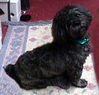 Bailey