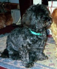 Following Instructions!