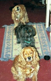Kayla, Bailey, Kody