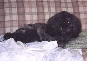 I'm trying to nap, but they keep flashing that thing in my face!