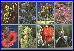 Wildflowers