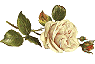 white rose