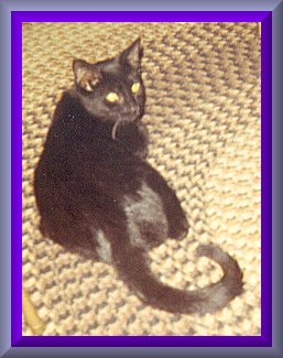Mr. Ebony