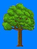 Oak Tree