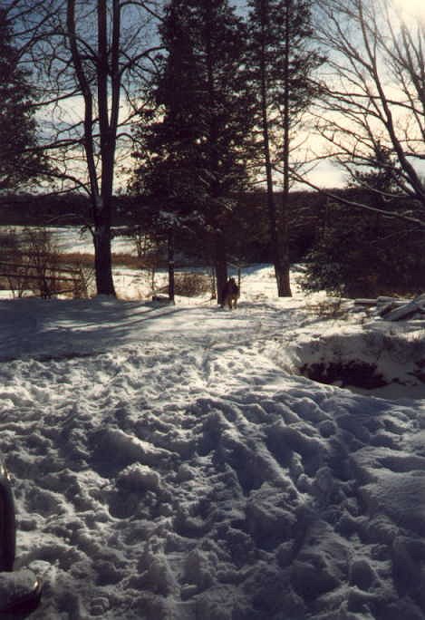 I_want's Photography - Max in the snow - 66 kbytes