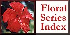 Back to Floral Series Main Index