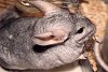 I_want's Photo - Chinchilla