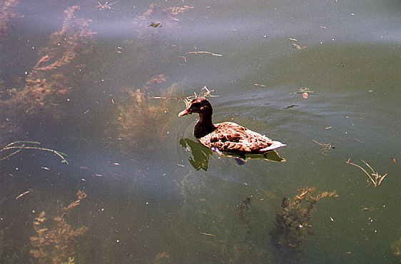 I_want's Photography - Mallard Duck 21 kbytes
