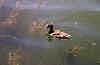 I_want's Photo - Mallard Ducks