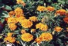 I_want's Photography - Unknown Flower