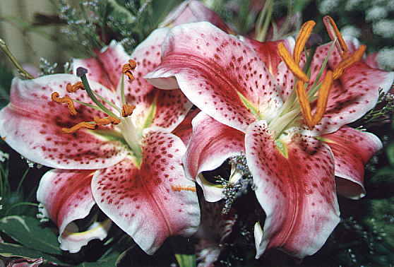 Lillies