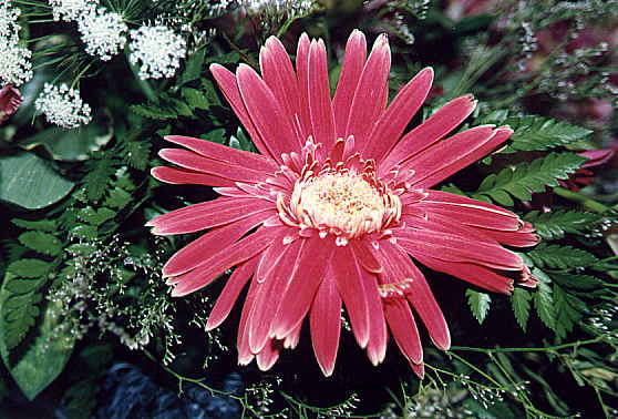 I_want's Flowers - Dahlia flower3.jpg
