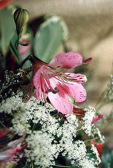 Fuchia - flower5.jpg
