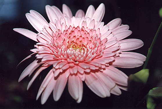 Dahlia flower6.jpg