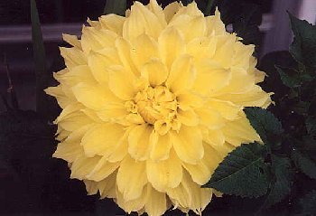 I_want's Photography - flower7.jpg