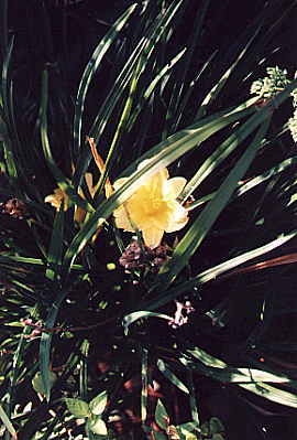 I_want's Photo of Day Lily