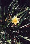 Day Lily