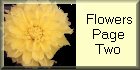 I_want's Photography - Flowers Page Two