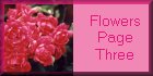 I_want's Photography - Flowers Page Three