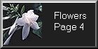 I_want's Photography - Flowers Page Four
