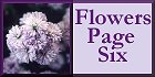 I_want's Photography - Flowers Page Six