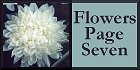 I_want's Photography - Flowers Page Seven