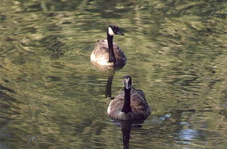 I_want's Photography - Majestic Canadian Geese - 38 kbytes