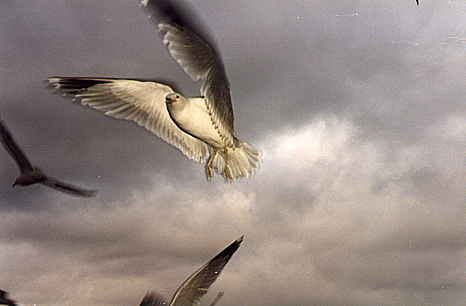 I_want's Photography - Seagulls - 12 kbytes