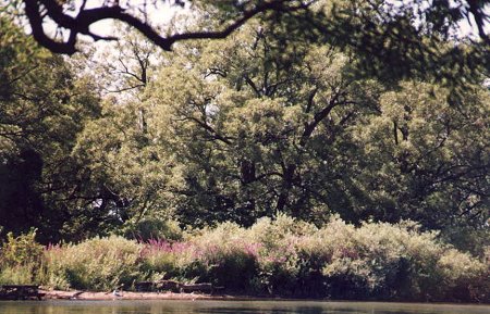 I_want's Photography - Lagoon on Wards Island - 56 kbytes