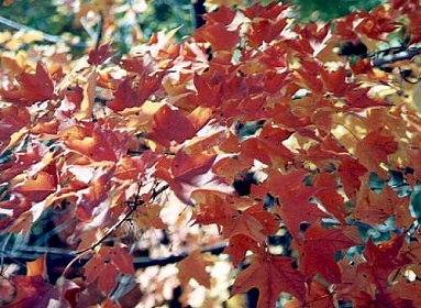 I_want's Photography - Leaves #1 - 43 kbytes