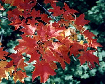 I_want's Photography -  Leaves #1 - 38 kbytes