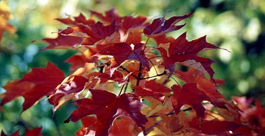 I_want's Photography - Red Leaves #3 - 39 kbytes
