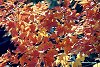 I_want's Photo - Leaves #4 