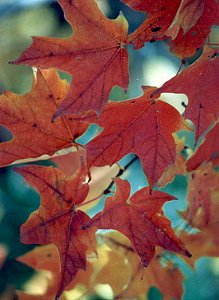 I_want's Photography - Leaves #5 - 20 kbytes
